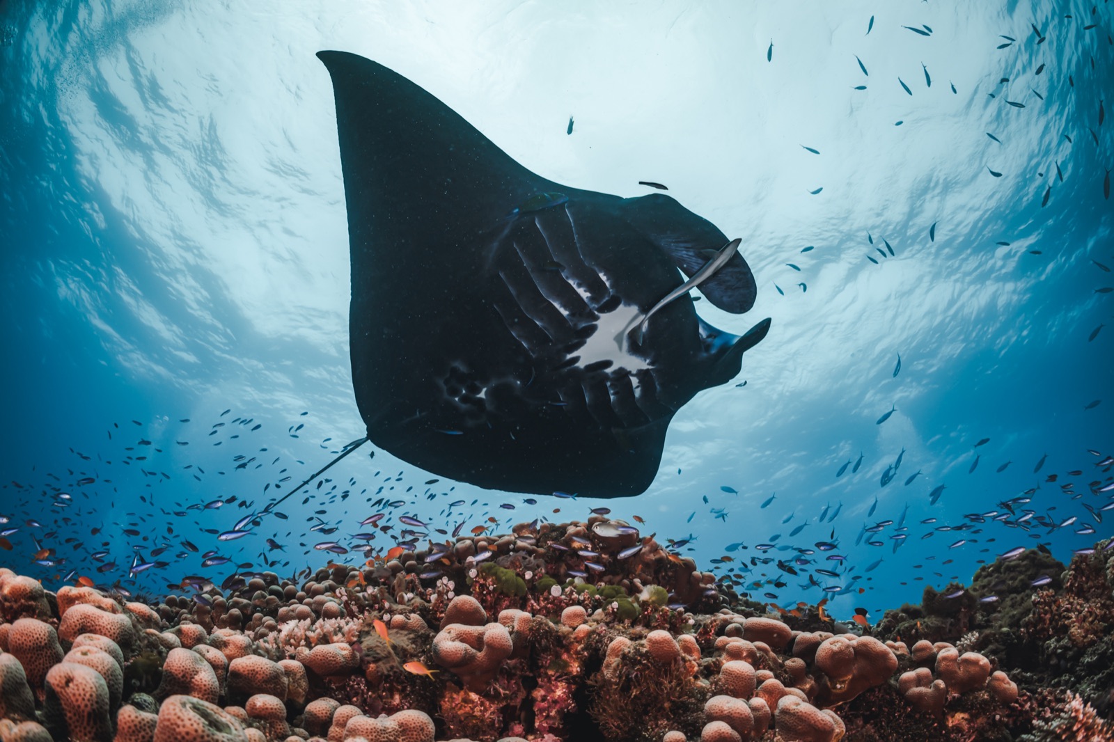 A manta ray gliding over a vibrant sunlit reef