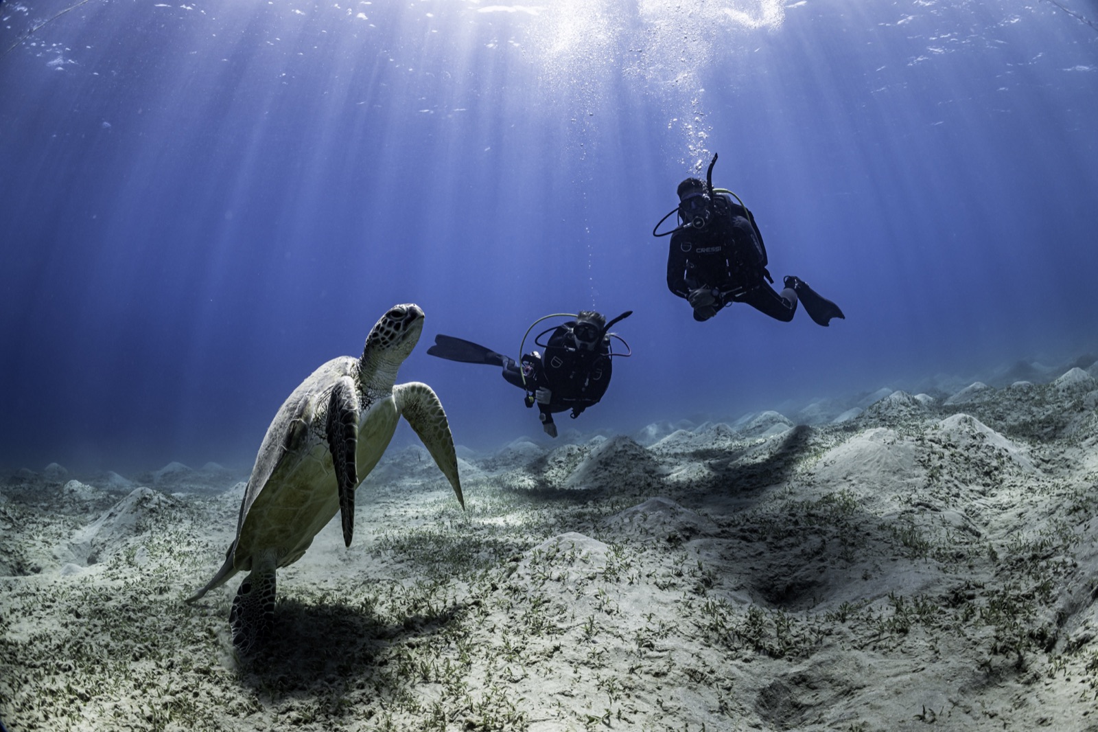 Divers meeting a sea turtle on a sunlit sandy bottom